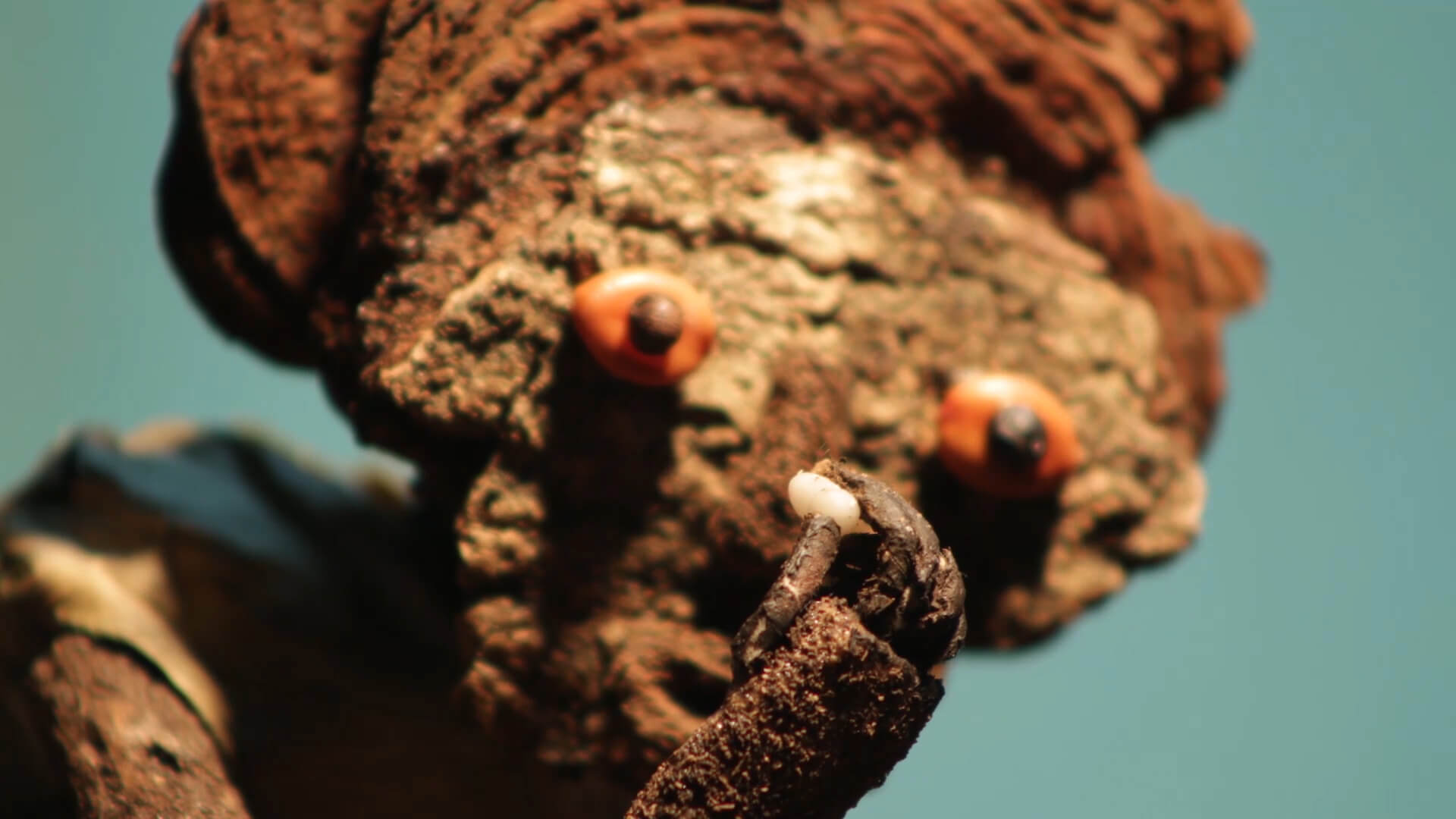 Historias de Yayá – Episodio 1: La concha